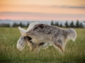Langhaarcollies_Gaia_Lotte_Happy_Collie_Rough_bluemerle_sable_Hundefreunde_Freunde_Sonnenuntergang (6)