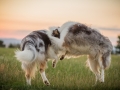 Langhaarcollies_Gaia_Lotte_Happy_Collie_Rough_bluemerle_sable_Hundefreunde_Freunde_Sonnenuntergang (7)