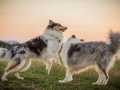 Langhaarcollies_Gaia_Lotte_Happy_Collie_Rough_bluemerle_sable_Hundefreunde_Freunde_Sonnenuntergang (9)