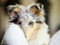 Langharcollie_Rough_Collie_bluemerle_Gaia_Welpe_puppy_Baby_Tierbaby_Hundebaby_Hund_Couch_Sofa_muede (13)