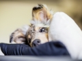 Langharcollie_Rough_Collie_bluemerle_Gaia_Welpe_puppy_Baby_Tierbaby_Hundebaby_Hund_Couch_Sofa_muede (15)