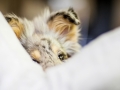 Langharcollie_Rough_Collie_bluemerle_Gaia_Welpe_puppy_Baby_Tierbaby_Hundebaby_Hund_Couch_Sofa_muede (17)