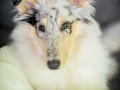 Langharcollie_Rough_Collie_bluemerle_Gaia_Welpe_puppy_Baby_Tierbaby_Hundebaby_Hund_Couch_Sofa_muede (19)
