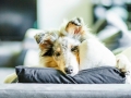 Langharcollie_Rough_Collie_bluemerle_Gaia_Welpe_puppy_Baby_Tierbaby_Hundebaby_Hund_Couch_Sofa_muede (3)