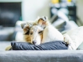 Langharcollie_Rough_Collie_bluemerle_Gaia_Welpe_puppy_Baby_Tierbaby_Hundebaby_Hund_Couch_Sofa_muede (5)