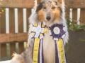 Langhaarcollie_Gaia_Sieger_Schleife_Agility_Erster_Platz_Siegerschleife_bluemerle_stolz (1)