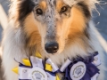 Langhaarcollie_Gaia_Sieger_Schleife_Agility_Erster_Platz_Siegerschleife_bluemerle_stolz (3)