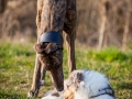Hundefotografie_Marburg_Tierfotografie_Fotografin_Christine_Hemlep_Hund_Freundschaft_Greyhound_Collie_Welpe (11)