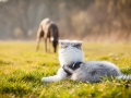 Hundefotografie_Marburg_Tierfotografie_Fotografin_Christine_Hemlep_Hund_Freundschaft_Greyhound_Collie_Welpe (12)
