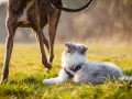 Hundefotografie_Marburg_Tierfotografie_Fotografin_Christine_Hemlep_Hund_Freundschaft_Greyhound_Collie_Welpe (13)