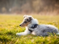 Hundefotografie_Marburg_Tierfotografie_Fotografin_Christine_Hemlep_Hund_Freundschaft_Greyhound_Collie_Welpe (14)