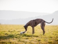 Hundefotografie_Marburg_Tierfotografie_Fotografin_Christine_Hemlep_Hund_Freundschaft_Greyhound_Collie_Welpe (15)