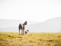 Hundefotografie_Marburg_Tierfotografie_Fotografin_Christine_Hemlep_Hund_Freundschaft_Greyhound_Collie_Welpe (2)