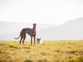Hundefotografie_Marburg_Tierfotografie_Fotografin_Christine_Hemlep_Hund_Freundschaft_Greyhound_Collie_Welpe (3)