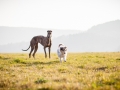 Hundefotografie_Marburg_Tierfotografie_Fotografin_Christine_Hemlep_Hund_Freundschaft_Greyhound_Collie_Welpe (4)