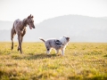 Hundefotografie_Marburg_Tierfotografie_Fotografin_Christine_Hemlep_Hund_Freundschaft_Greyhound_Collie_Welpe (5)