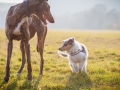 Hundefotografie_Marburg_Tierfotografie_Fotografin_Christine_Hemlep_Hund_Freundschaft_Greyhound_Collie_Welpe (7)