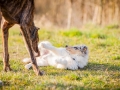 Hundefotografie_Marburg_Tierfotografie_Fotografin_Christine_Hemlep_Hund_Freundschaft_Greyhound_Collie_Welpe (8)