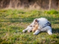 Hundefotografie_Marburg_Tierfotografie_Fotografin_Christine_Hemlep_Hund_Freundschaft_Greyhound_Collie_Welpe (9)