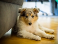 Gaia_Langhaarcollie_Collie_blue_merle_Einzug_neues_Heim_Welpe_Puppy_Junghund_Baby (20)