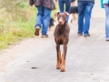 Hundefreunde_Marburg_Gassi_Spaziergang_Gassidate (101)