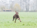 Hundefreunde_Marburg_Gassi_Spaziergang_Gassidate (34)