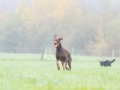 Hundefreunde_Marburg_Gassi_Spaziergang_Gassidate (60)