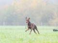 Hundefreunde_Marburg_Gassi_Spaziergang_Gassidate (61)