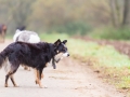 Hundefreunde_Marburg_Gassi_Spaziergang_Gassidate (77)