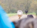 Hundefreunde_Marburg_Gassi_Spaziergang_Gassidate (78)