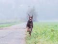 Hundefreunde_Marburg_Gassi_Spaziergang_Gassidate (80)