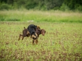 Hundefreunde_Marburg_Gassitreffen_Hundetreffen_Treffen_Hunde_Gassi (101)