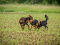 Hundefreunde_Marburg_Gassitreffen_Hundetreffen_Treffen_Hunde_Gassi (103)