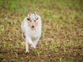 Hundefreunde_Marburg_Gassitreffen_Hundetreffen_Treffen_Hunde_Gassi (106)