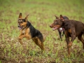 Hundefreunde_Marburg_Gassitreffen_Hundetreffen_Treffen_Hunde_Gassi (112)