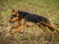 Hundefreunde_Marburg_Gassitreffen_Hundetreffen_Treffen_Hunde_Gassi (114)