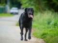 Hundefreunde_Marburg_Gassitreffen_Hundetreffen_Treffen_Hunde_Gassi (121)