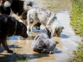 Hundefreunde_Marburg_Gassitreffen_Hundetreffen_Treffen_Hunde_Gassi (13)