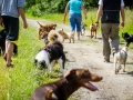 Hundefreunde_Marburg_Gassitreffen_Hundetreffen_Treffen_Hunde_Gassi (14)