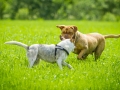 Hundefreunde_Marburg_Gassitreffen_Hundetreffen_Treffen_Hunde_Gassi (18)