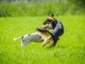 Hundefreunde_Marburg_Gassitreffen_Hundetreffen_Treffen_Hunde_Gassi (27)