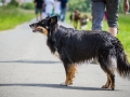 Hundefreunde_Marburg_Gassitreffen_Hundetreffen_Treffen_Hunde_Gassi (33)
