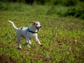 Hundefreunde_Marburg_Gassitreffen_Hundetreffen_Treffen_Hunde_Gassi (4)