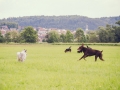 Hundefreunde_Marburg_Gassitreffen_Hundetreffen_Treffen_Hunde_Gassi (46)