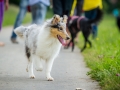 Hundefreunde_Marburg_Gassitreffen_Hundetreffen_Treffen_Hunde_Gassi (53)