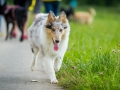 Hundefreunde_Marburg_Gassitreffen_Hundetreffen_Treffen_Hunde_Gassi (55)