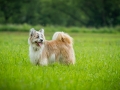 Hundefreunde_Marburg_Gassitreffen_Hundetreffen_Treffen_Hunde_Gassi (57)