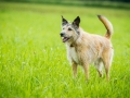 Hundefreunde_Marburg_Gassitreffen_Hundetreffen_Treffen_Hunde_Gassi (59)