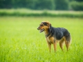 Hundefreunde_Marburg_Gassitreffen_Hundetreffen_Treffen_Hunde_Gassi (64)