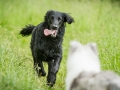 Hundefreunde_Marburg_Gassitreffen_Hundetreffen_Treffen_Hunde_Gassi (72)